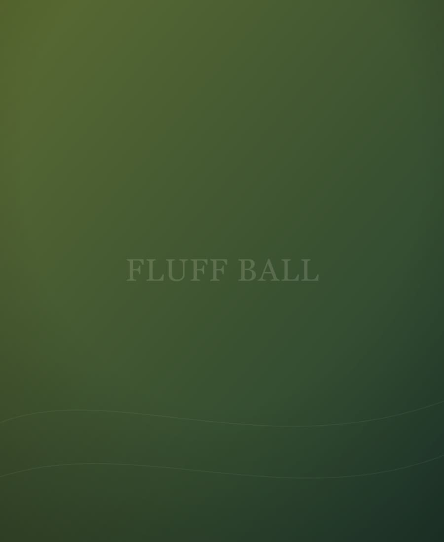 Fluff Ball, veau Highland à North River Ranch.